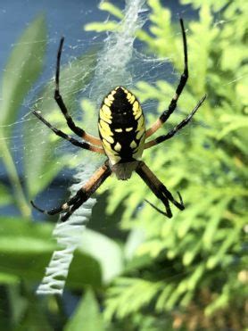 Argiope aurantia (Black and Yellow Garden Spider) - Spider ...