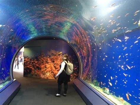 Osaka Aquarium Kaiyukan - 2021 All You Need to Know BEFORE You Go (with ...