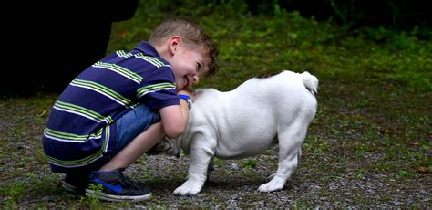 10 Dog Breeds for Autism that Make Perfect Buddies for Kids