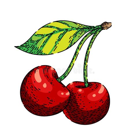 Cherry Leaf Sketch Hand Drawn Vector Stock Illustration - Illustration of apple, sweet: 254218816