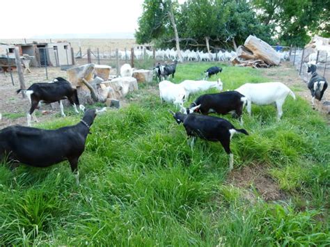 Goats in South Africa - Farming, Indigenous Goats