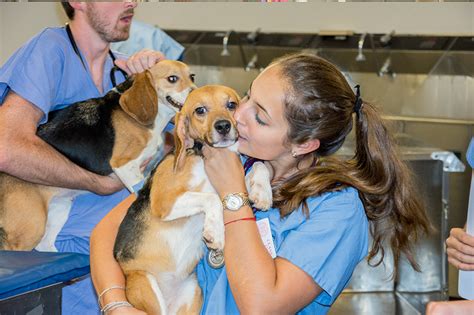 Essential skills and abilities | Cornell University College of Veterinary Medicine