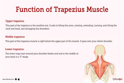 Anatomy Of The Trapezius Muscle Everything You Need To Know, 52% OFF