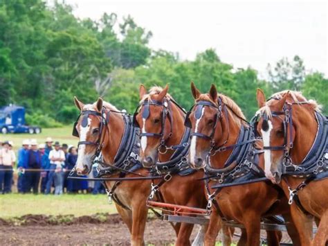 17 Work Horses: Breeds Still At It Today!