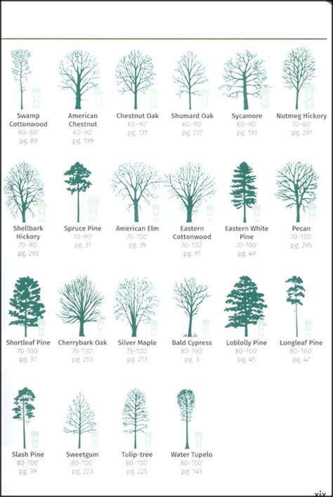 South Carolina Tree Identification Chart