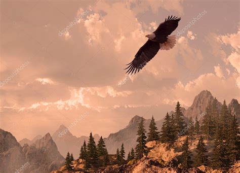 Bald Eagle Soaring Stock Photo by ©designwest 5719634