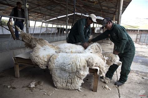 Alpaca fiber from Peru destined for luxury stores — AP Photos