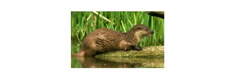 River Otter: Description, Habitat, & Facts I ResearchTweet