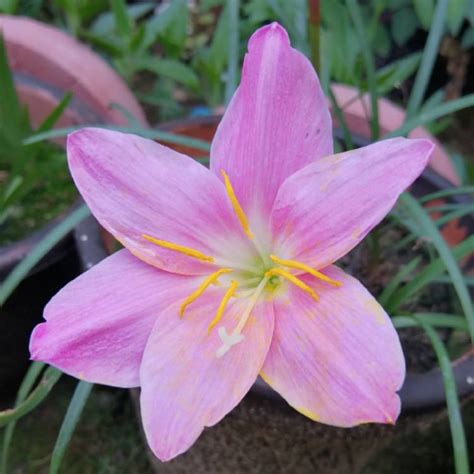 Zephyranthes rosea, Pink Rain Lily - uploaded by @usmanghazanfar