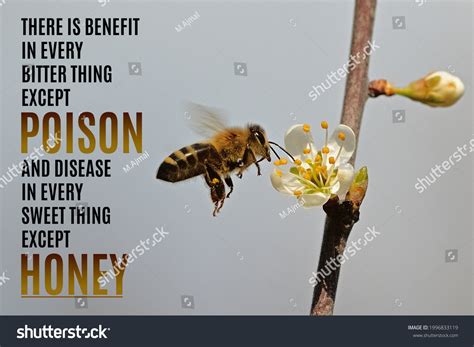 227 Bee Quotes Stock Photos, Images & Photography | Shutterstock