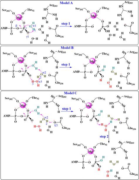 The proposed mechanisms for the ATP hydrolysis reaction in the ...