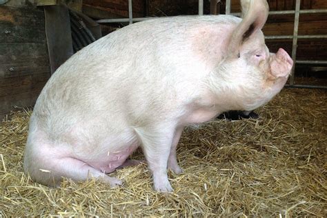 Large White Pig Profile: Facts, Traits, Lifespan, Diet, Range - Mammal Age