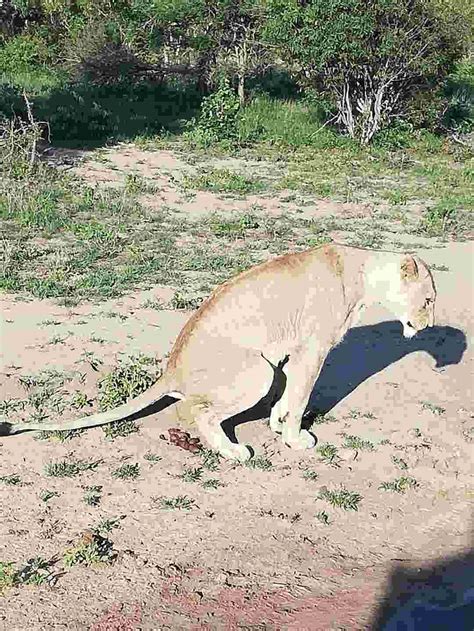 Do Mountain Lions Bury Their Poop? • Support Wild