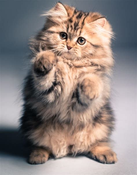 Cute Pets and Adorable Animals: I’m in love with those fluffy cats 😍 anyone has one?