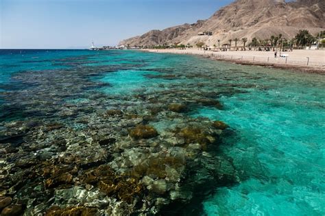 Premium Photo | Coral reef in eilat, israel, red sea