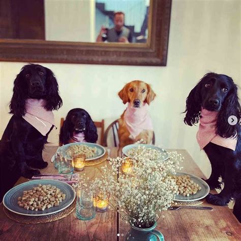 James Middleton Throws Social Distancing Dinner Party for Dogs