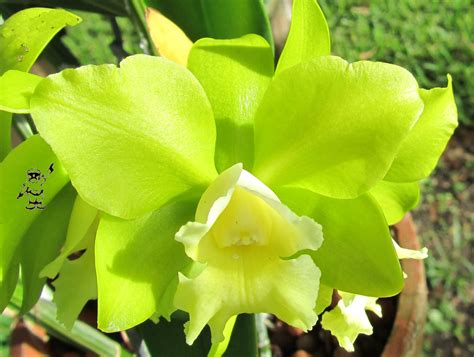 tog of coral gables dailyphoto: More Green Orchids