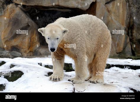 Polar bear Knut in Berlin Zoo Stock Photo - Alamy