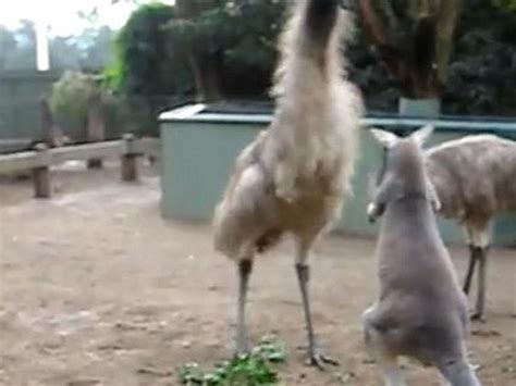 Kangaroo Fighting Emus Is a Real ‘Thunder From Down Under’ [VIDEO]