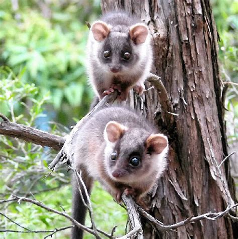 Breeding season the ideal time to check out possum stunts | Observer