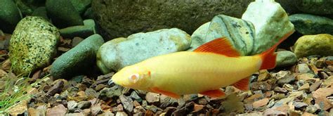 Albino Rainbow Shark Size Sale Online | dakora.com.co