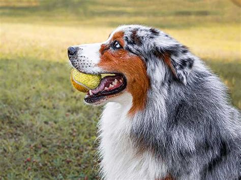 Introduction To The Blue Merle Australian Shepherd