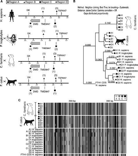 Phylogenetic Analysis of Identified FTHL Loci from tBLASTn Search in... | Download Scientific ...