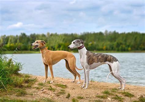 Whippet Colors: Rarest to Most Common - A-Z Animals