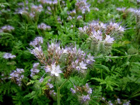 phacelia for the bees ( as is... photo by narmaj on Garden Showcase