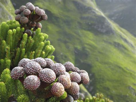 Fynbos Biome of the Western Cape, South Africa