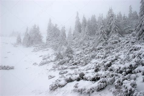 Winter fir forest in a snowstorm — Stock Photo © azotov #1377310