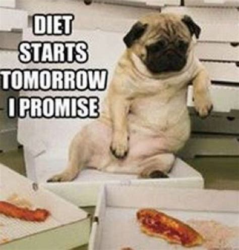 101 Lovable Pug Memes That Are Too Puggin' Cute