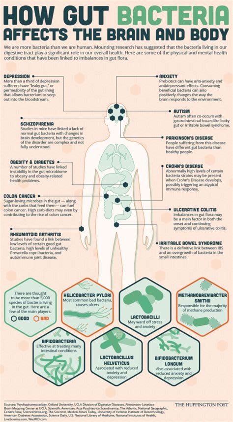 How Gut Bacteria Affects The Brain And Body. [infographic]