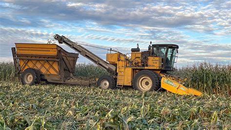 Picking Organic Sweet Corn - Oxbo - YouTube