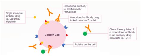 HER2 Positive Breast Cancer - Targeted Therapies: Present and Future - Breast Cancer Research ...