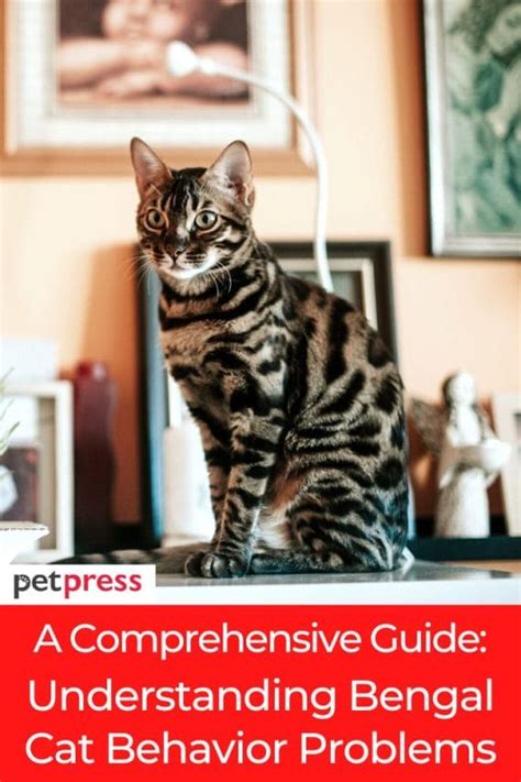 A Comprehensive Guide: Bengal Cat Behavior Problems