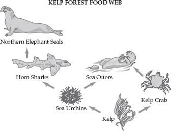 Kelp Forest Food Web