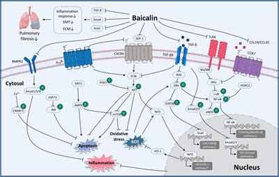 Frontiers | The protective effects of baicalin for respiratory diseases ...