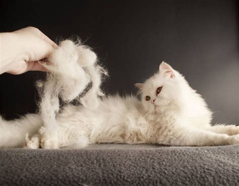 Tips for Grooming Your Cat | The Cats Inn