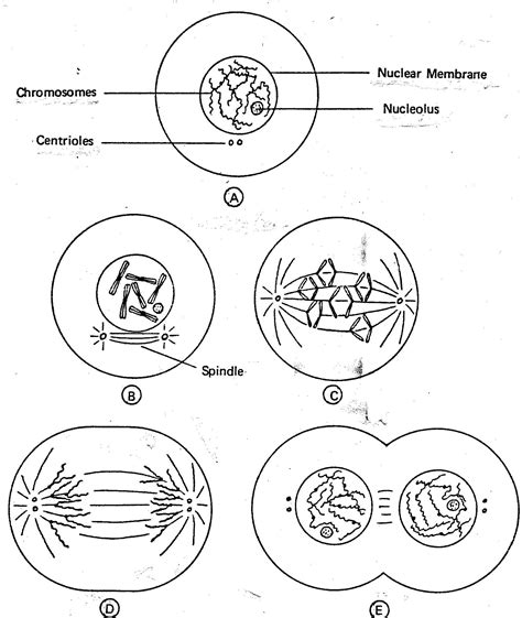 Cell Drawing Worksheet Cycle Mitosis Reproduction Division Diagram ...