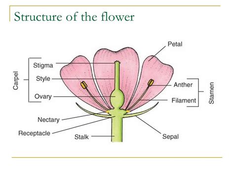 Flower Structure And Function Diagram | Best Flower Site