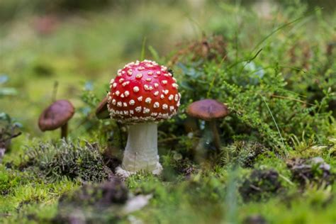 Poisonous mushroom on grassland Free stock photos in jpg format for ...