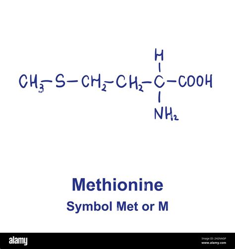 Methionine chemical structure. Vector illustration Hand drawn Stock Vector Image & Art - Alamy