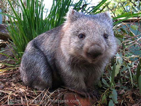 Animales en Peligro: Wombat