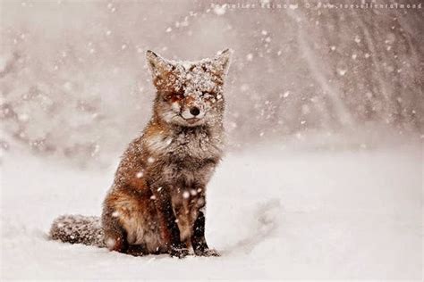 These 11 Photos Will Make You Fall In Love With Foxes - Snow Addiction - News about Mountains ...