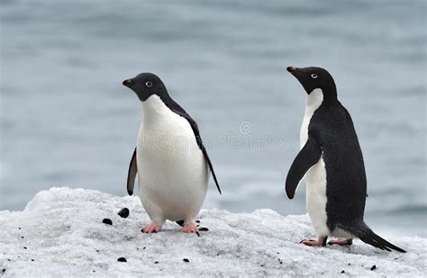 Penguins of Antarctica stock image. Image of birds, explorers - 170215987