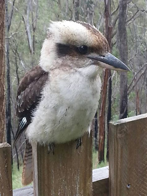 baby kookaburra by Paco-Meijer on DeviantArt