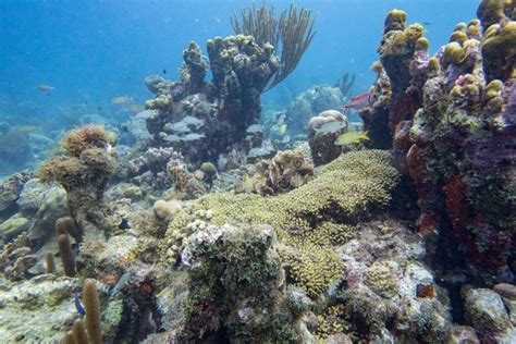 Underwater Seascape of Coral Reef Stock Photo - Image of seascape ...