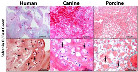 Canine and porcine nucleus pulposus (NP) tissue contains typical ...