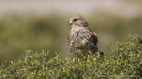 Common Kestrel - John Caddick | John Caddick